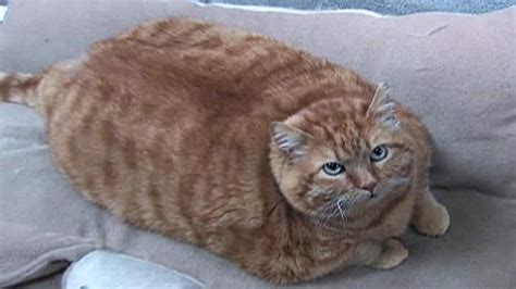 Overweight Cats Obesity In Cats Prevalence Health Risks Best Food Exercise For Cat Weight Loss
