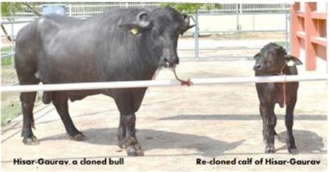 Researchers Find Semen And Fertility Profiles Of Cloned Bulls Normal