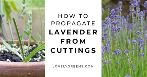 How To Lavender Cuttings Lavender Is Easy To Propagate And Grow If