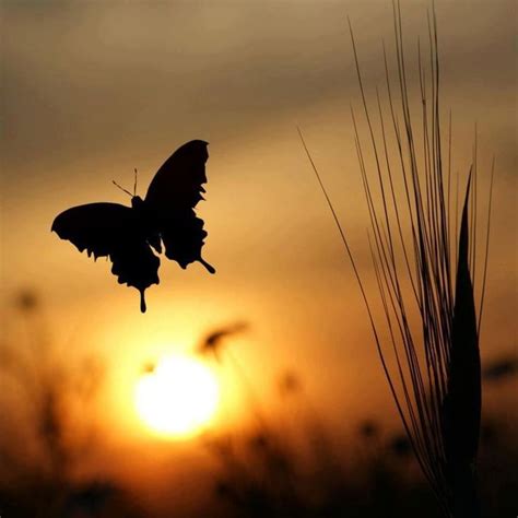 Butterfly Against A Sunset Beautiful Sunset Beautiful World Beautiful