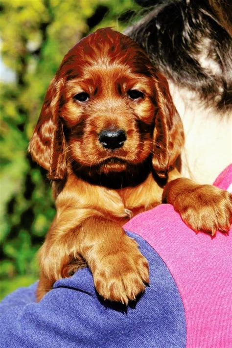Irish Red Setter Puppies Puppies For Sale