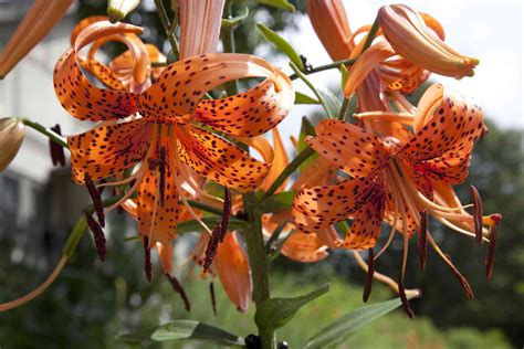 14 Recommended Lily Varieties For Your Garden