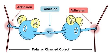 Definition Of Cohesion And Adhesion In Biology Definitionva