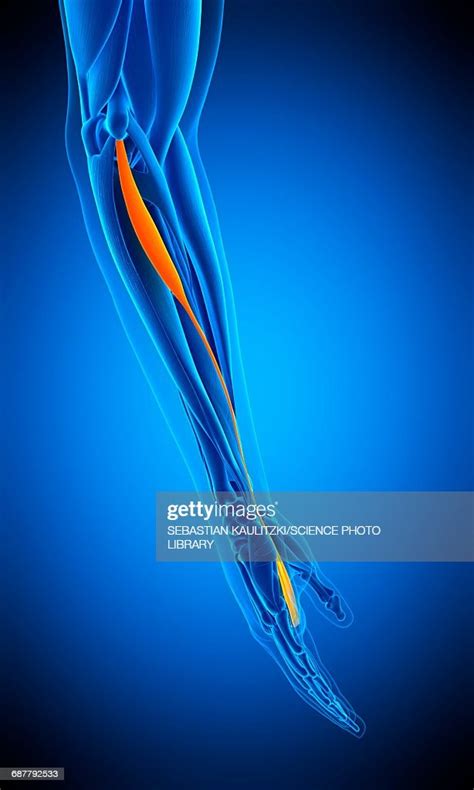 Arm Muscle Illustration High Res Vector Graphic Getty Images