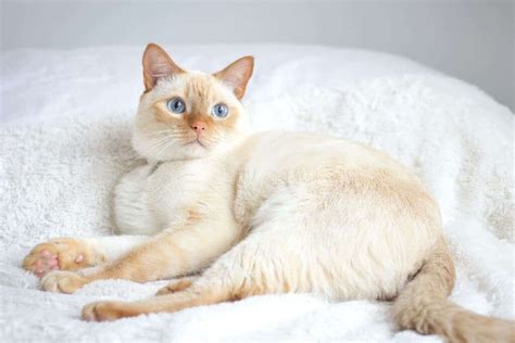 Flame Point Siamese 9 Interesting Facts About This Fiery Cat