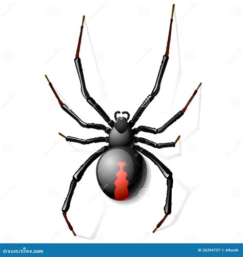 Black Widow Spider Stock Illustrations 4409 Black Widow Spider Stock