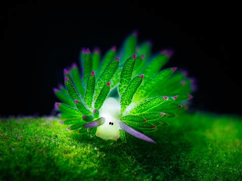 These Cute Sea Slugs Are The Sheep Of The Sea Sea Slug Slugs Ocean