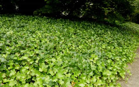 Buy English Ivy Hedera Helix Plants For Sale Online From Wilson Bros Gardens