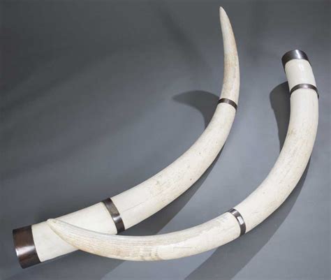 Pair Of African Elephant Ivory Tusks With Metal Bands