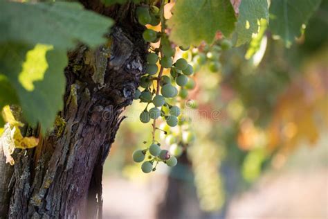 Ripe Vine Grapes On A Farm Tuscany Italy Stock Image Image Of Italy
