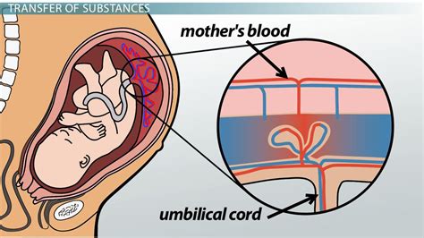 Placenta And Umbilical Cord Diagram