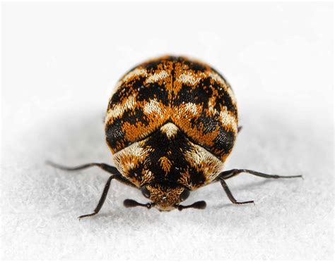 Carpet Beetle Control | Six Brothers Pest Control