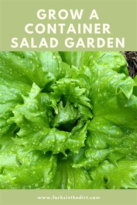 Grow An Indoor Container Salad Garden Growing Lettuce Growing