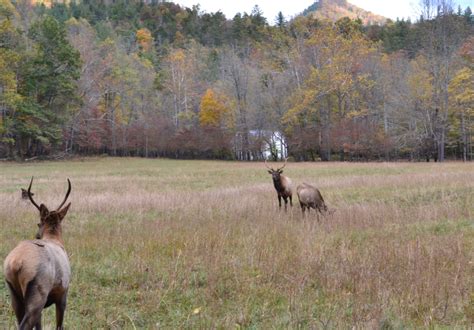 Elk In Cataloochee Valley Great Smoky Mountains Nc Cades Cove Gods