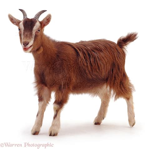 Goat Standing Photo Wp04654
