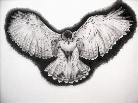 Drawing Of Hawk 2 By Kimmyphoto On Deviantart