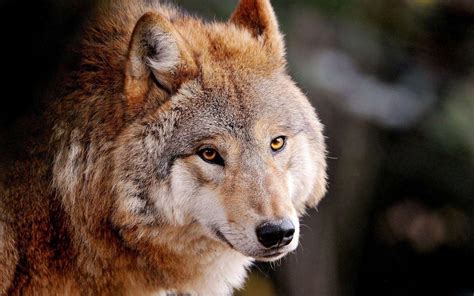 Wolf Photography Wallpapers Top Free Wolf Photography Backgrounds