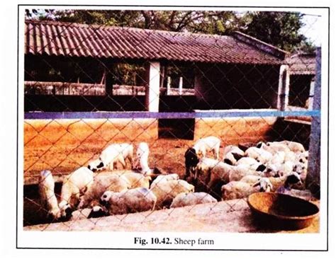 Rearing Of Sheep In A Farm