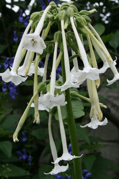 Mar 18, 2019 · white is a classic symbol of perfection which means you should definitely plant some of these flowers in your backyard! Fragrant White Trumpets 'Only the Lonely' Nicotiana ...