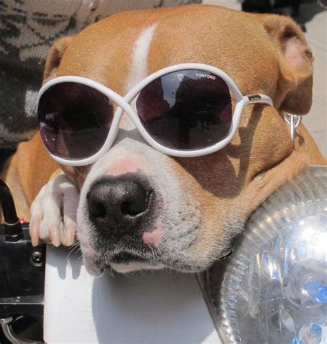 Pin By Francis Cooke On Animals སེམས་ཅན Sunglasses Meme Dog With