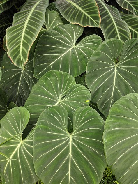 Hd Philodendron Wallpapers Peakpx