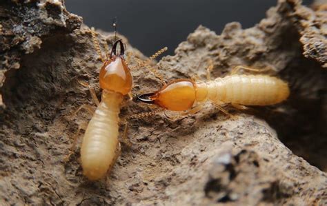 Compare salaries for pest control technicians in different locations. Buna, TX Pest Control For Homes And Businesses