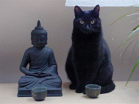 Why Meditate When You Can Pet Itate Tips For Meditating With Your Cat
