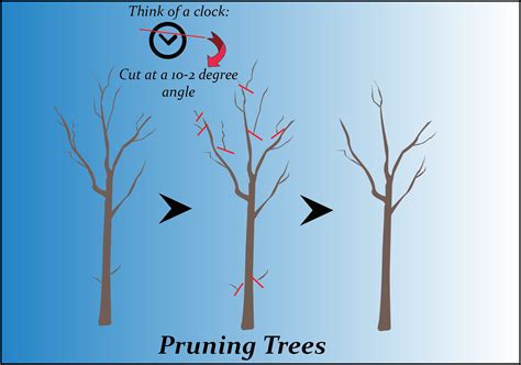 pruning apple trees a guide