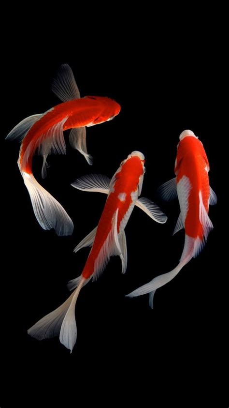 Three Orange And White Koi Fish Swimming In The Dark Water With Their