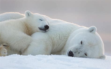 30 Cute Baby Polar Bears Celebrate International Polar