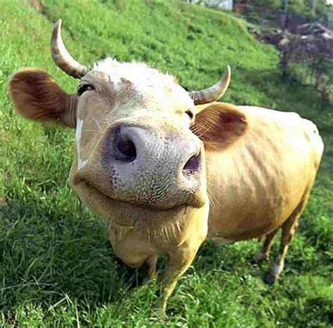 Funny Cow Face Meme