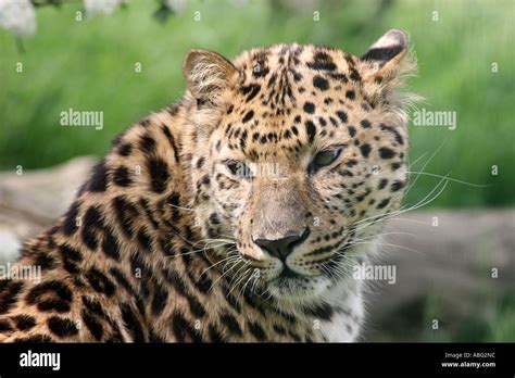 Amur Leopard Panthera Pardus Orientalis Stock Photo Alamy