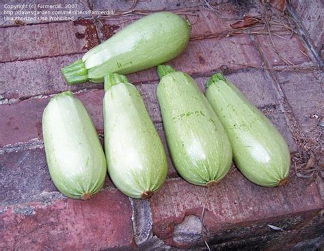 Depending on where you live, you may also know such prolific summer and early fall favorites as courgettes or marrows. PlantFiles Pictures: Zucchini, Courgette, Summer Squash ...