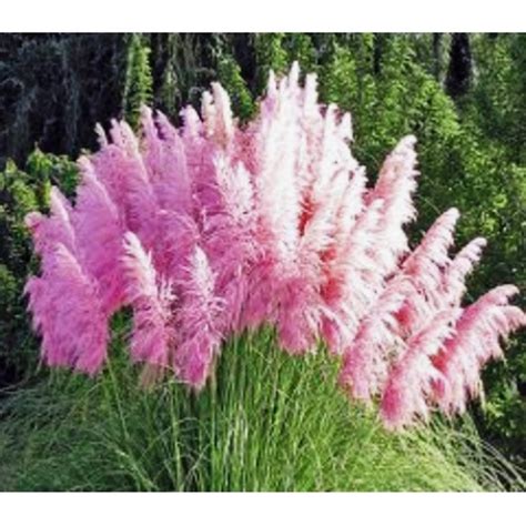 Pink Pampas Grass Cortaderia Selloana Fast Growing Etsy