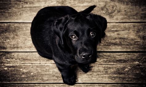 Dog Diarrhea Causes Symptoms Types Hubpages