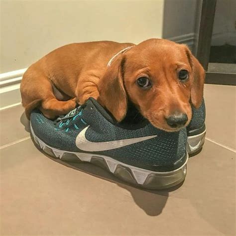 Dachshunds And Shoes Weenie Dogs Sausage Dog Dachshund Love