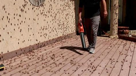 City In Nevada Is Hit By Plague Of Crickets Us News Sky News