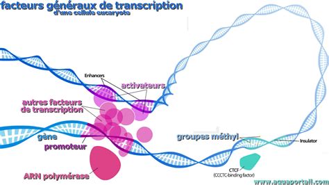 Facteurs Généraux De Transcription Définition Et Explications