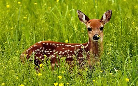 Cute Little Red Deer In A Green Grass Desktop Wallpaper Hd 3840x2400