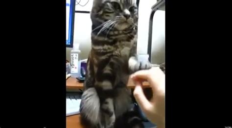 John The Cat Says No Means No Video Huffpost