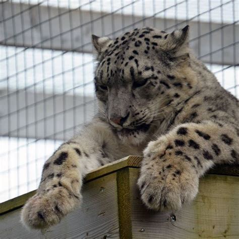 Via Snow Leopard Laurakerr Flickr By Bigcats Snow Leopard