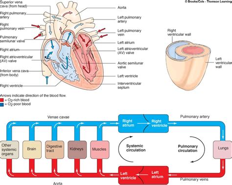 Associate Degree Nursing Physiology Review