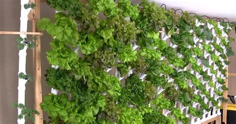 Tower hydroponics, tower gardens, vertical grow systems are the most popular names. Basement Hydroponic Vertical Tower Garden Produces 133 ...