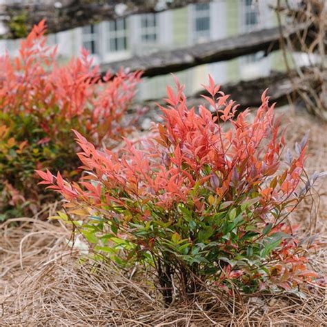 Nandina Domestica Cool Glow Pomegranate Heavenly Bamboo SiteOne