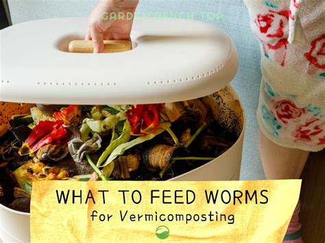 What To Feed Worms 5 Rules To Follow For Successful Worm Farms