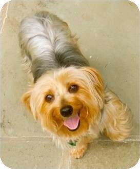 Adopt a pet from michigan humane. Jacksonville, FL - Yorkie, Yorkshire Terrier. Meet Sweetie ...