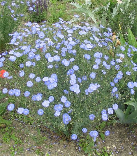 Blue Flax Lewisii 1500 Seeds Linum Lewisii Heirloom Open Pollinated