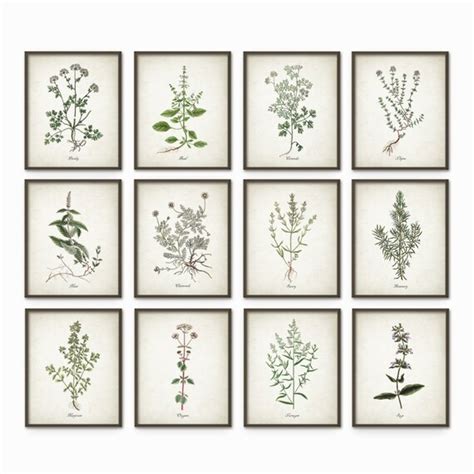Kitchen Herbs Wall Art Print Set Of 12 Vintage Botanical