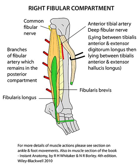 Instant Anatomy - Lower Limb - Muscles - Fibula