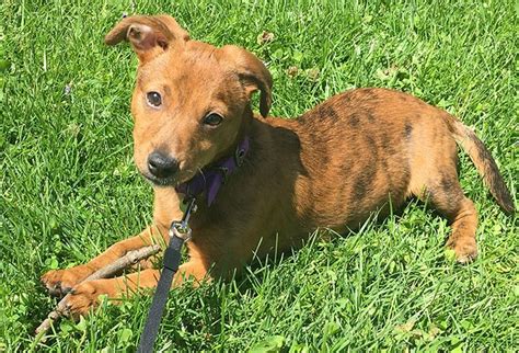 Full grown greyhound chihuahua mix. Ever wondered what a chihuahua pitbull mix looks like ...